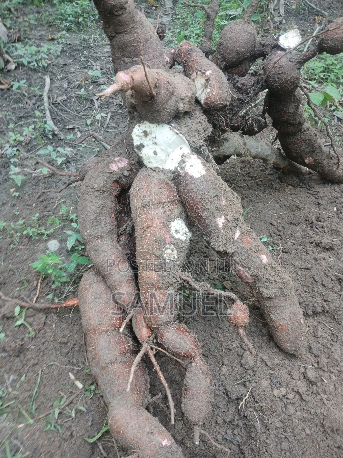 Plantain and Cassava Farming