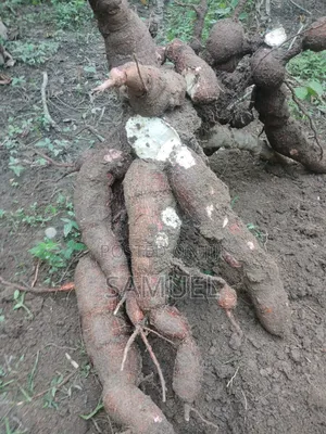 Plantain and Cassava Farming