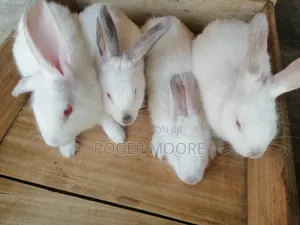Pet Rabbits