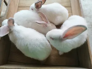 Pet Rabbits