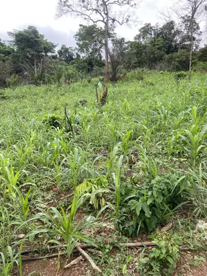 Investment Land Forsale at Adunku