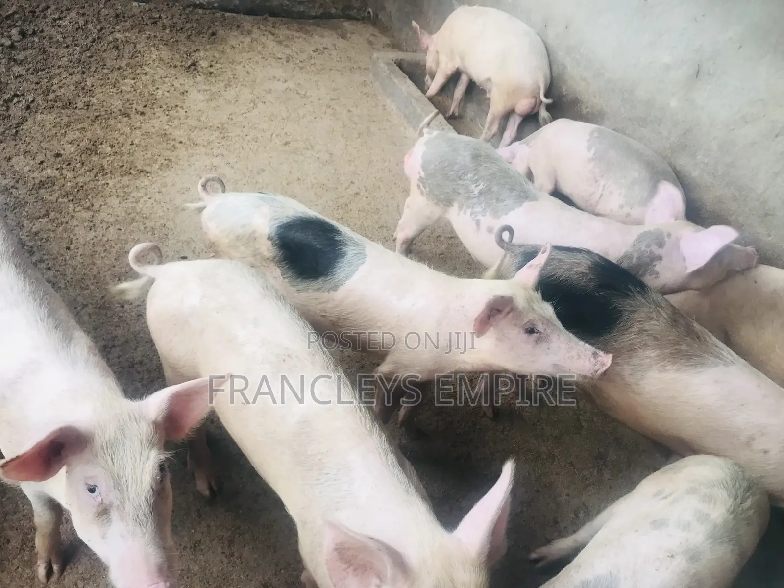 34cedis Per Life Weight.All Weight 35-180kg.Dressing Fee 60-150cedis