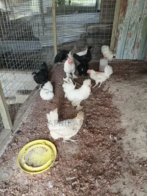 Exotic Animals for Sale