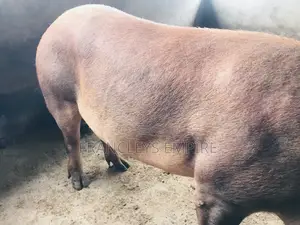 F1 Pure Male Duroc for Breeding Over 180kg.