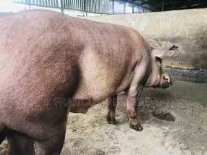 F1 Pure Male Duroc for Breeding Over 180kg.