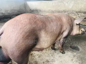 F1 Pure Male Duroc for Breeding Over 180kg.