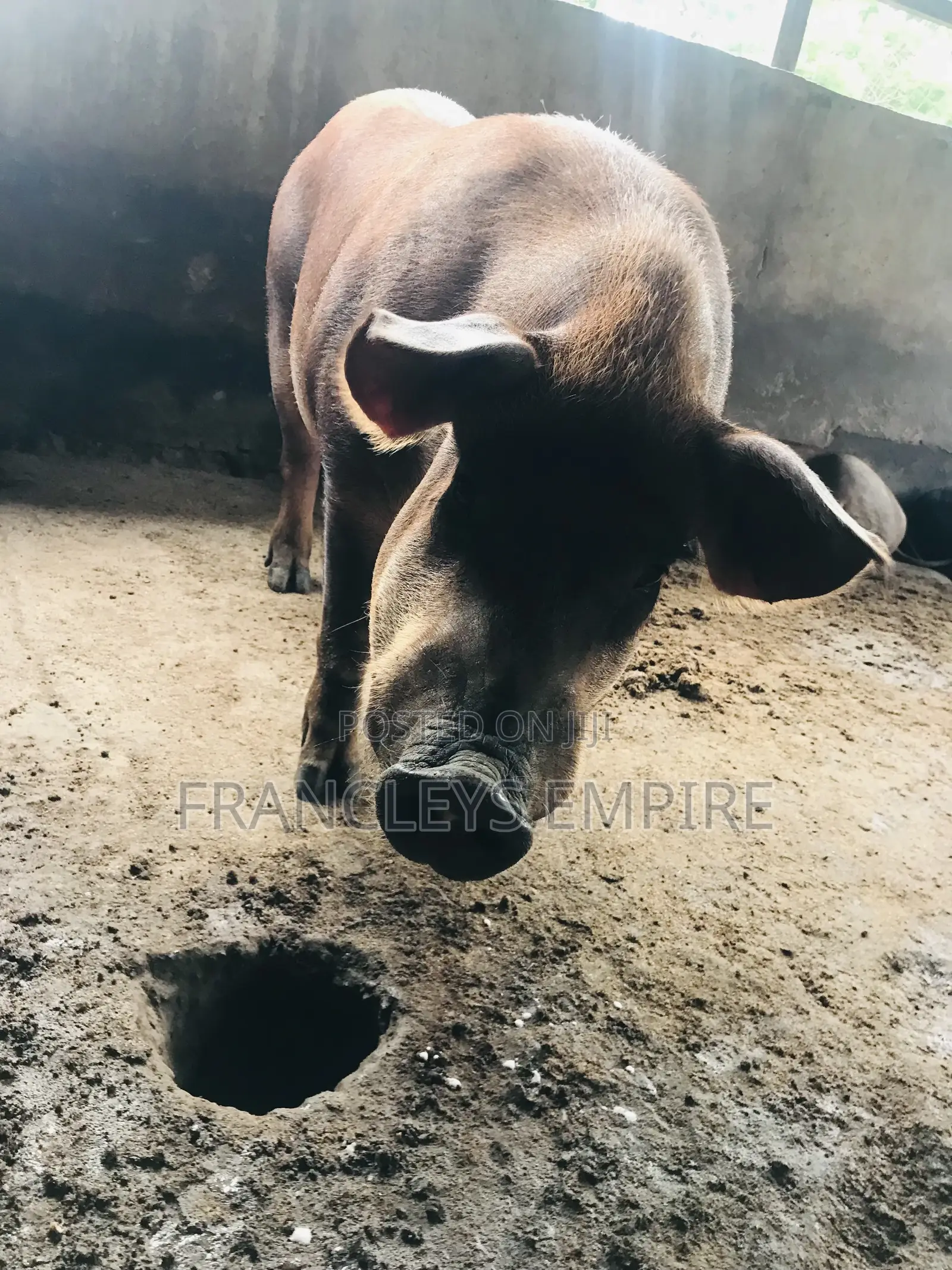 F1 Pure Male Duroc for Breeding Over 180kg.