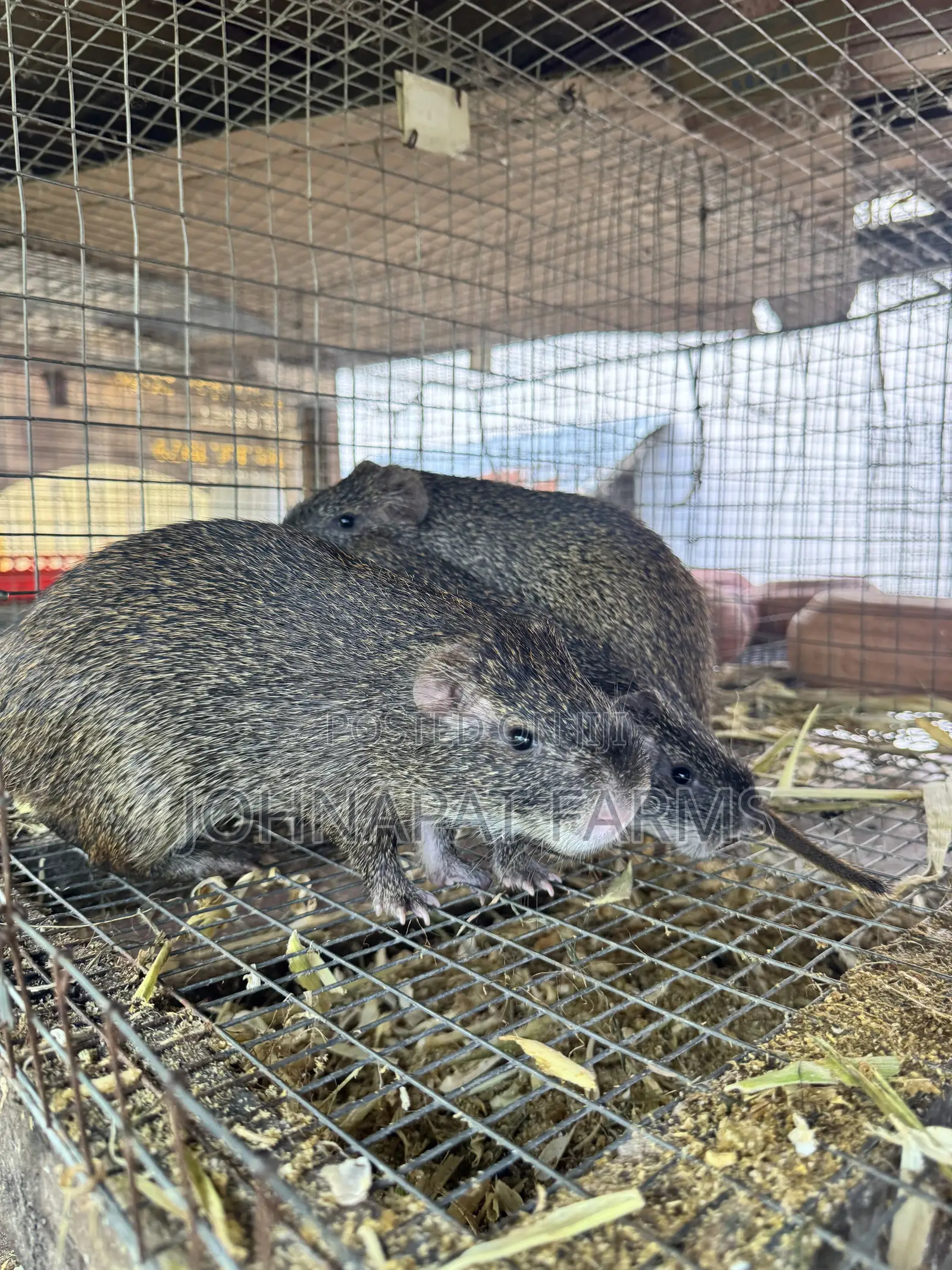 3 Months Old Grasscuter