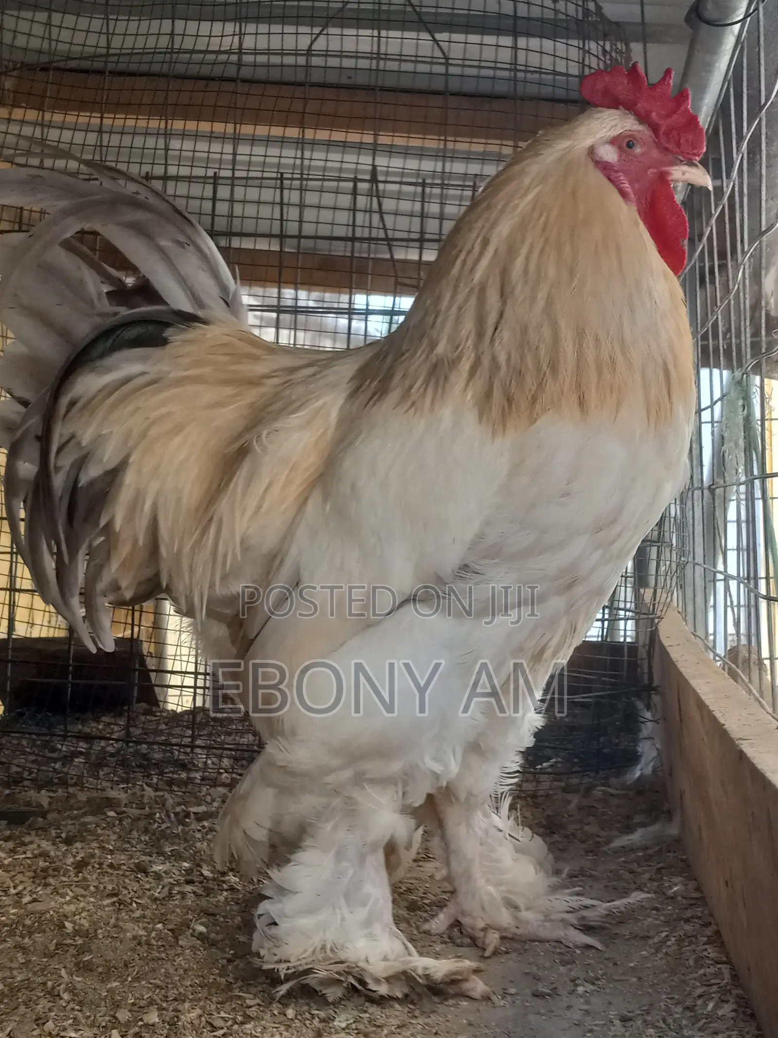 Pure Brahma Birds for Sale