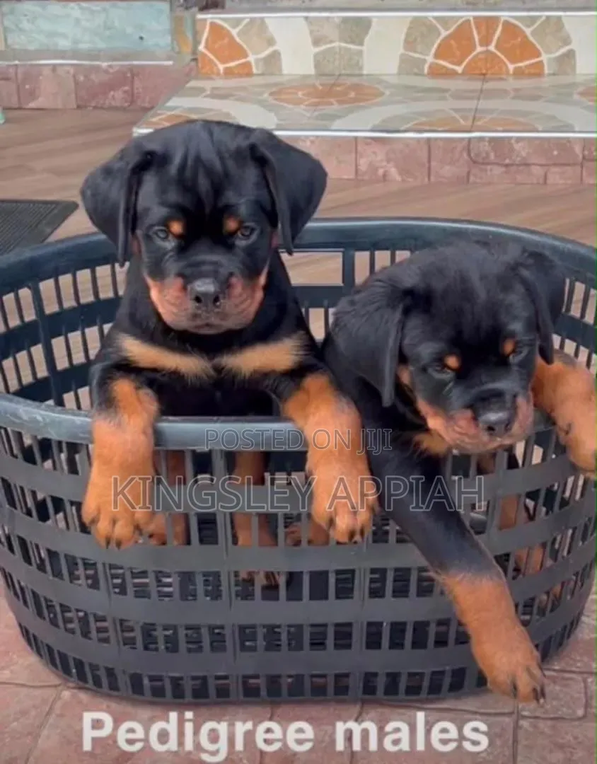 1-3 months Male Purebred Rottweiler