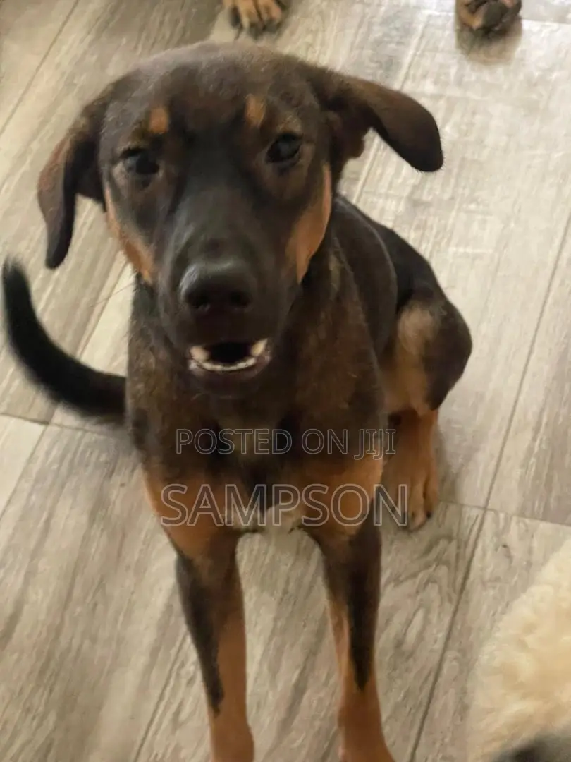 6-12 months Female Mixed Breed Dog