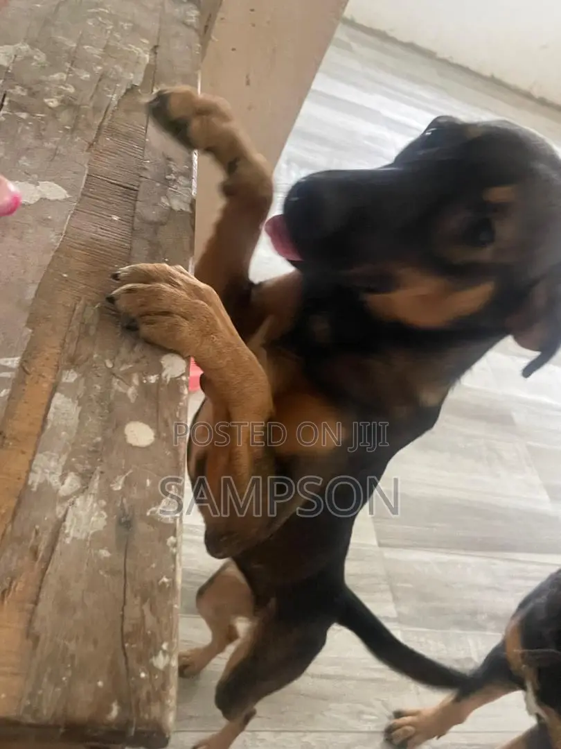 6-12 months Female Mixed Breed Dog