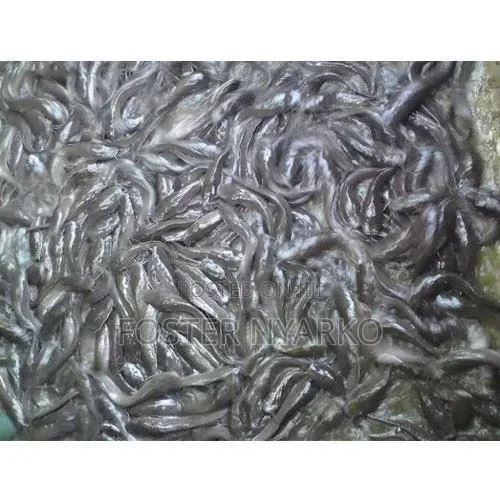Cartfish Jum