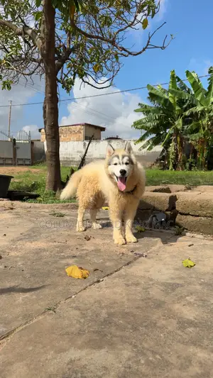 1-3 months Male Purebred Siberian Husky