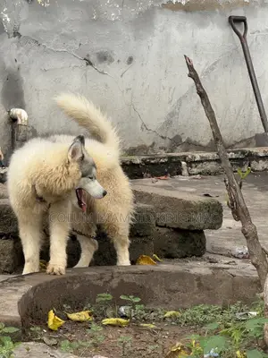 1-3 months Male Purebred Siberian Husky