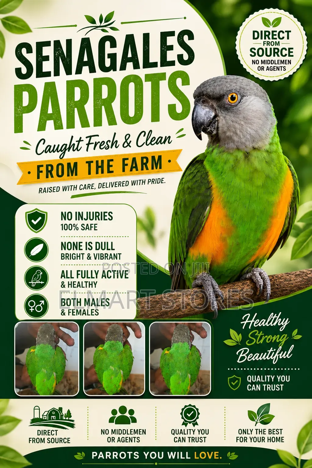 Senegalese Parrots
