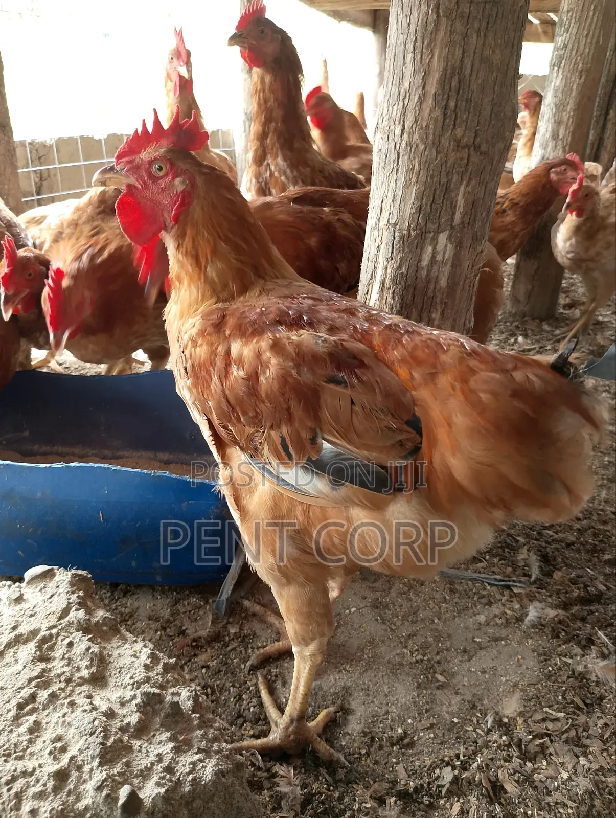 Mature Sasso Chicken for Crossing/Meat