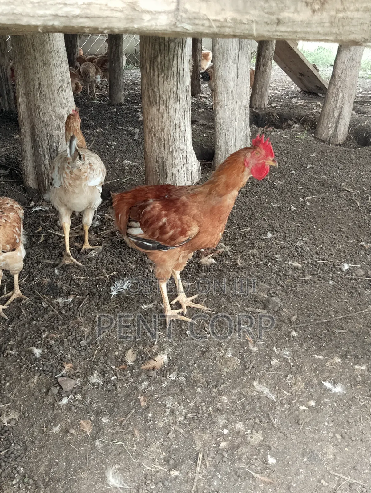 Mature Sasso Chicken for Crossing/Meat