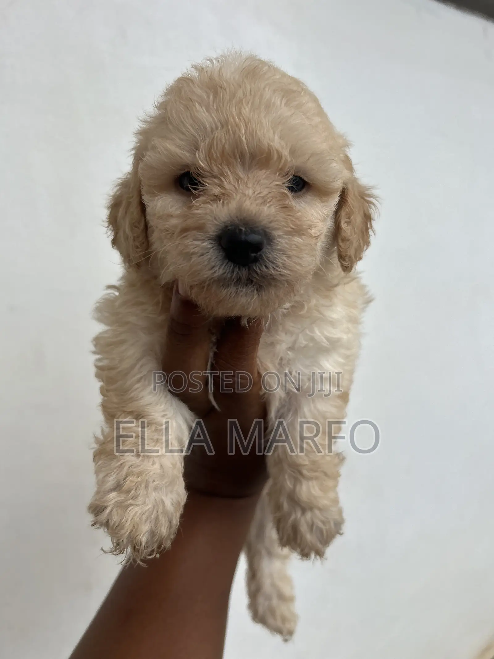 0-1 month Male Purebred Poodle