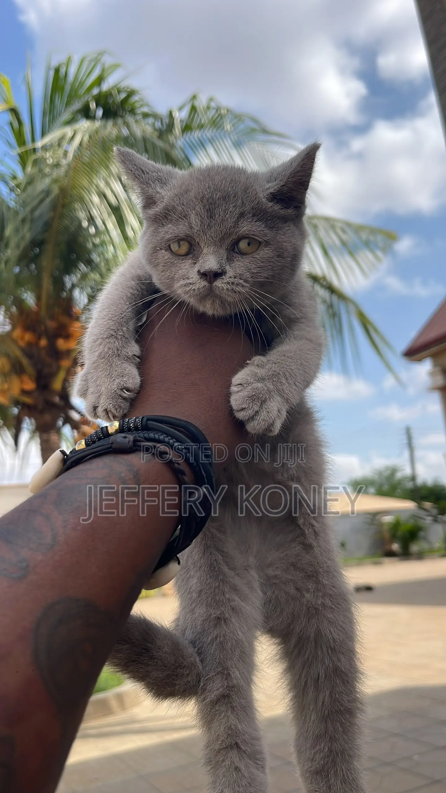 1-3 months Female Purebred British Shorthair