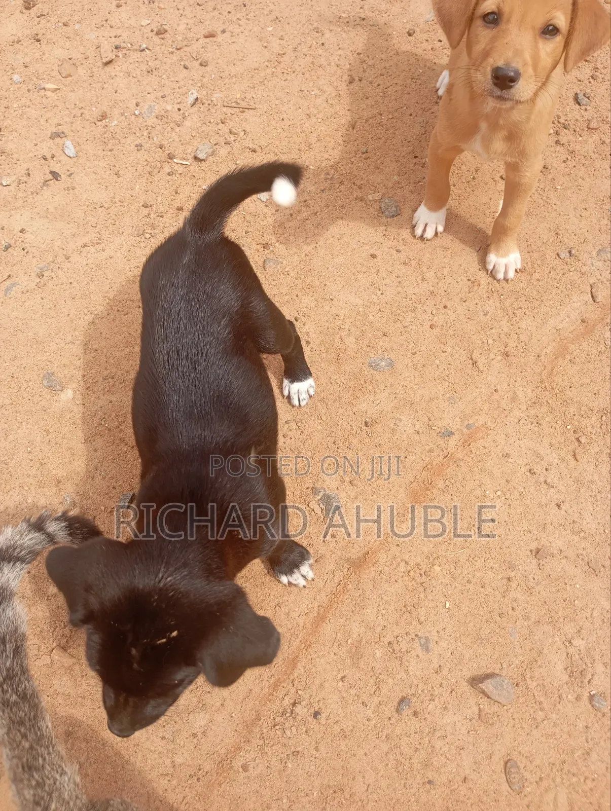 1-3 months Male Mixed Breed Poodle