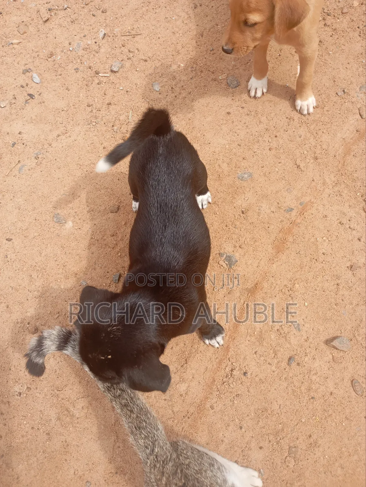 1-3 months Male Mixed Breed Poodle