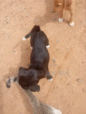 1-3 months Male Mixed Breed Poodle