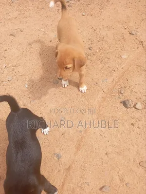 1-3 months Male Mixed Breed Poodle