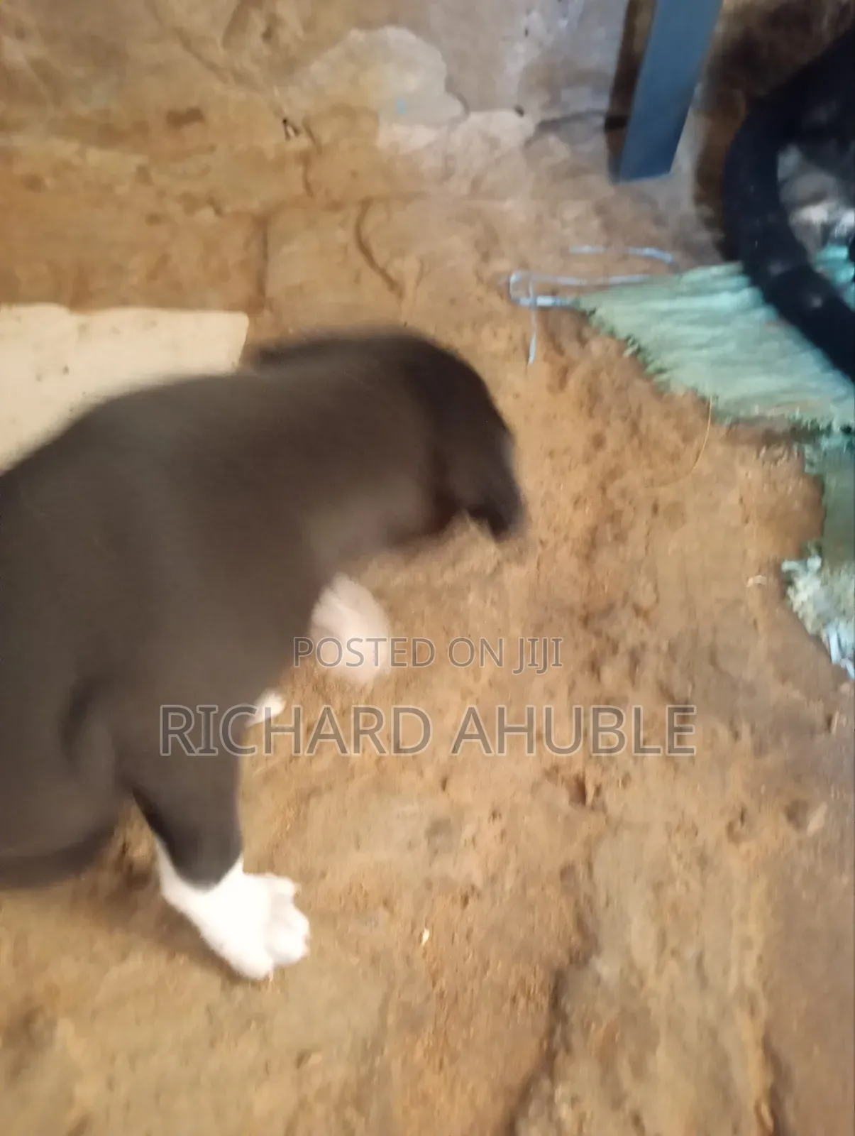 1-3 months Male Mixed Breed Poodle