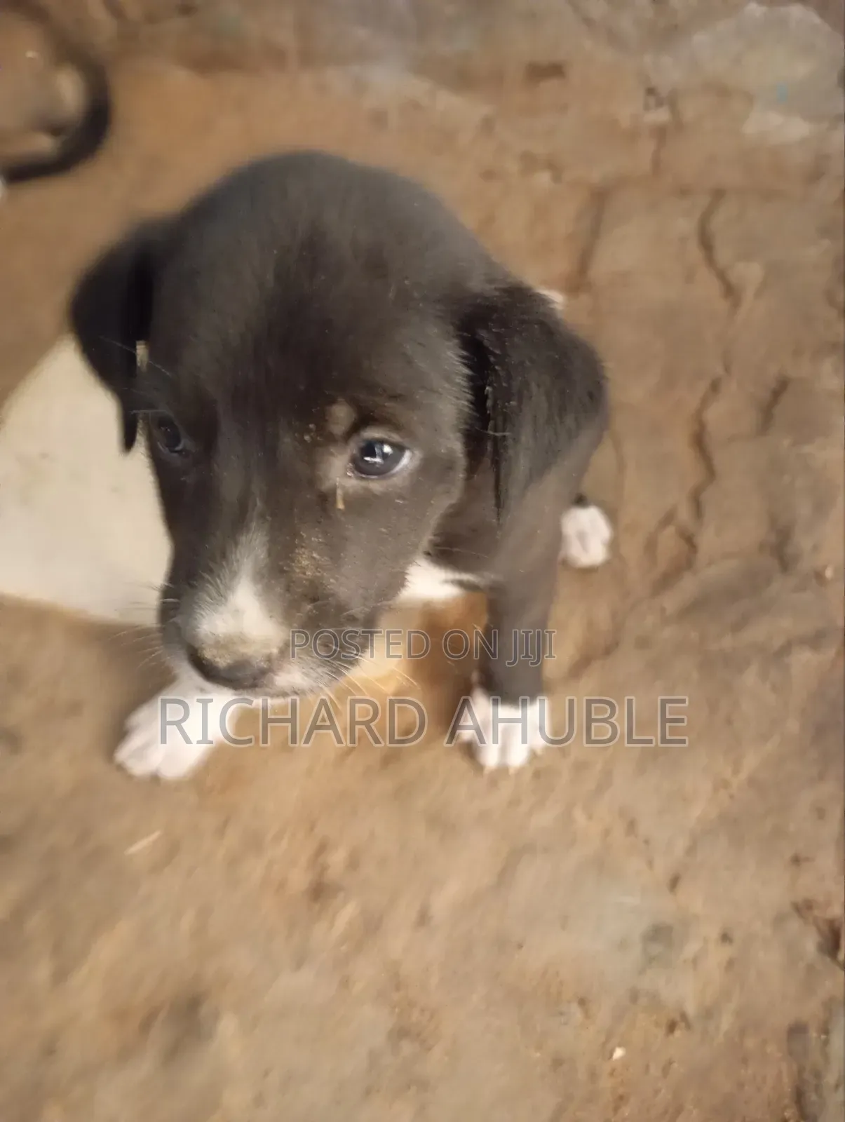 1-3 months Male Mixed Breed Poodle