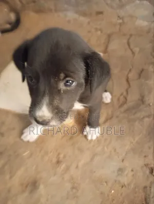 1-3 months Male Mixed Breed Poodle