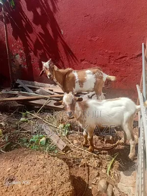 Healthy Goat