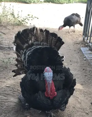 Matured Black Heritage Turkey Tom, Healthy and Active .