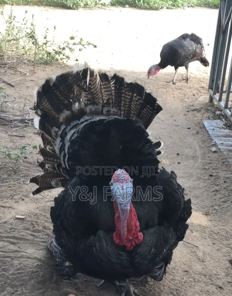 Matured Black Heritage Turkey Tom, Healthy and Active .