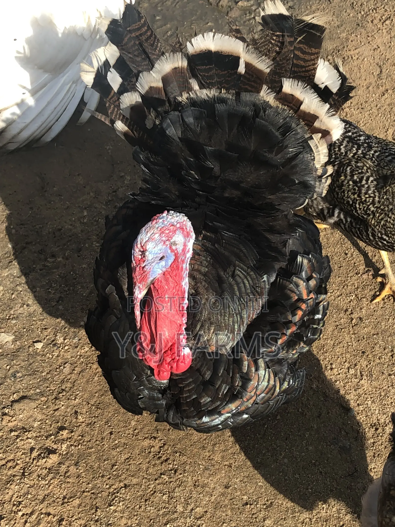 Matured Black Heritage Turkey Tom, Healthy and Active .