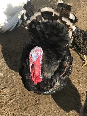 Matured Black Heritage Turkey Tom, Healthy and Active .