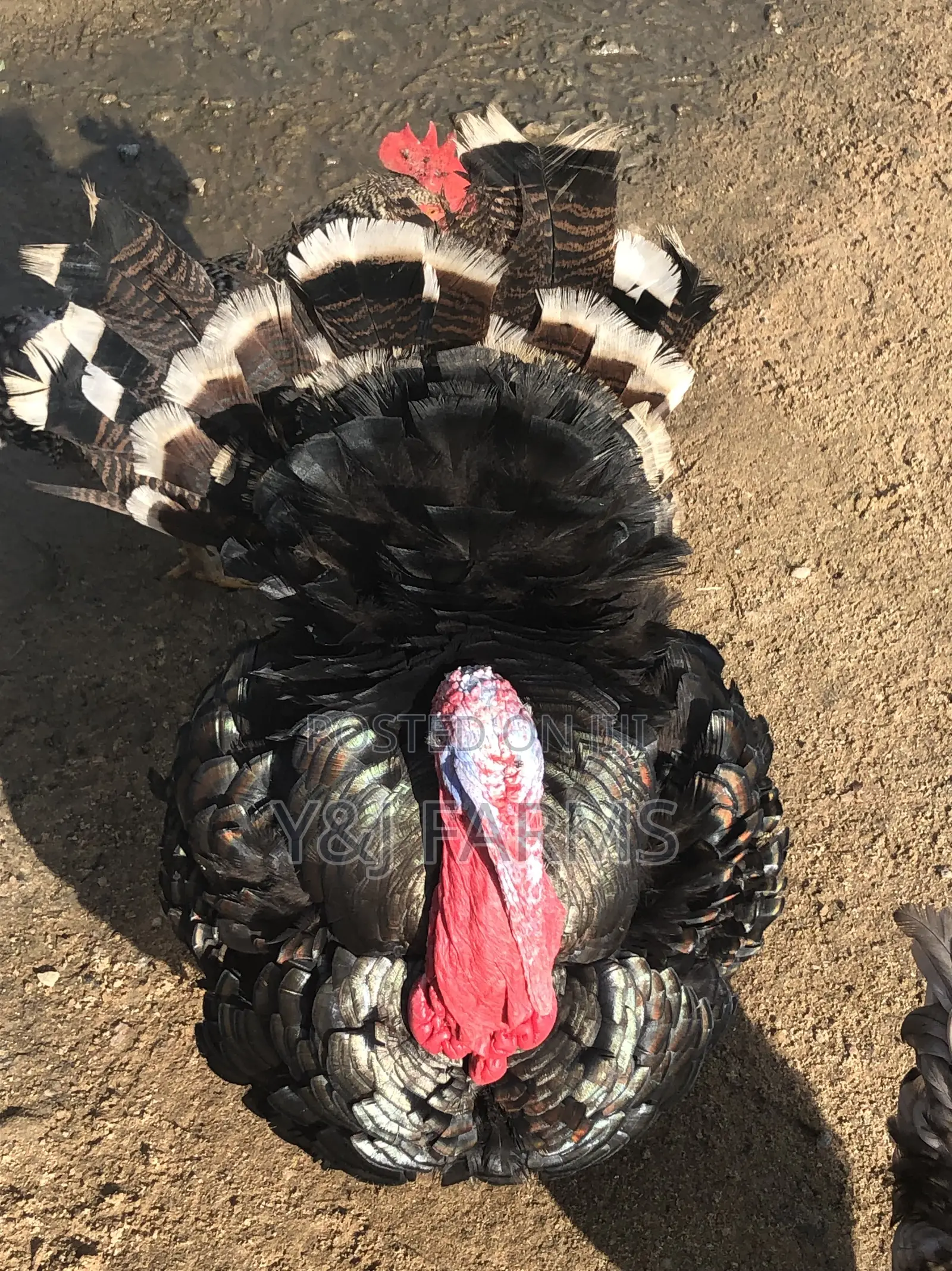 Matured Black Heritage Turkey Tom, Healthy and Active .
