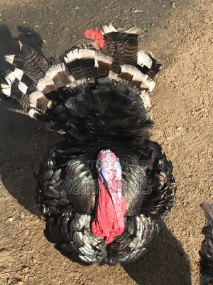 Matured Black Heritage Turkey Tom, Healthy and Active .