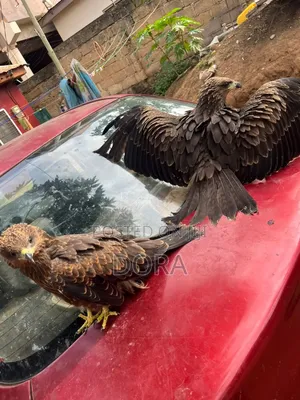 Cotton Tail Hawks