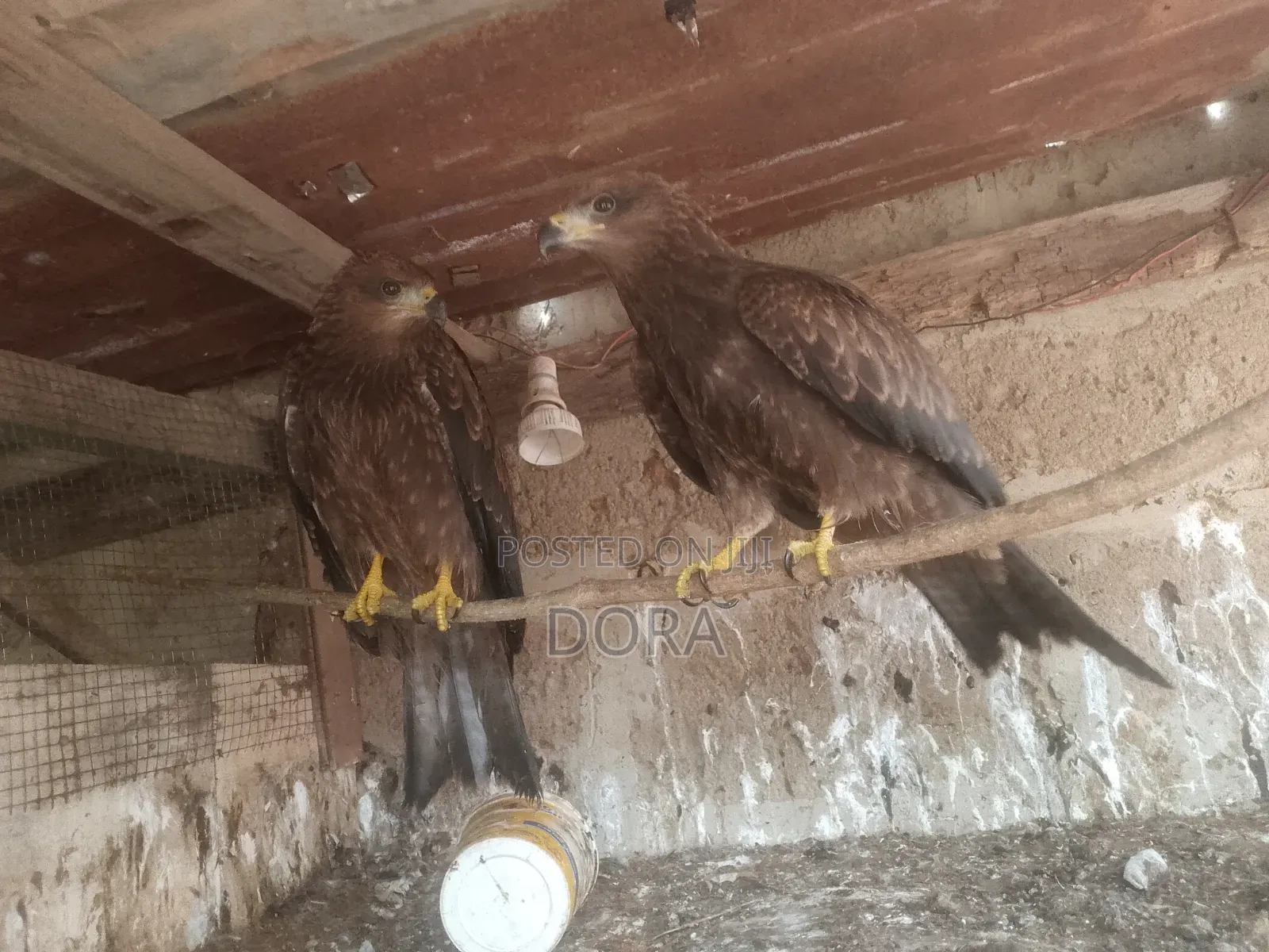 Cotton Tail Hawks