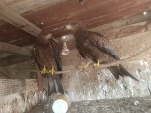 Cotton Tail Hawks