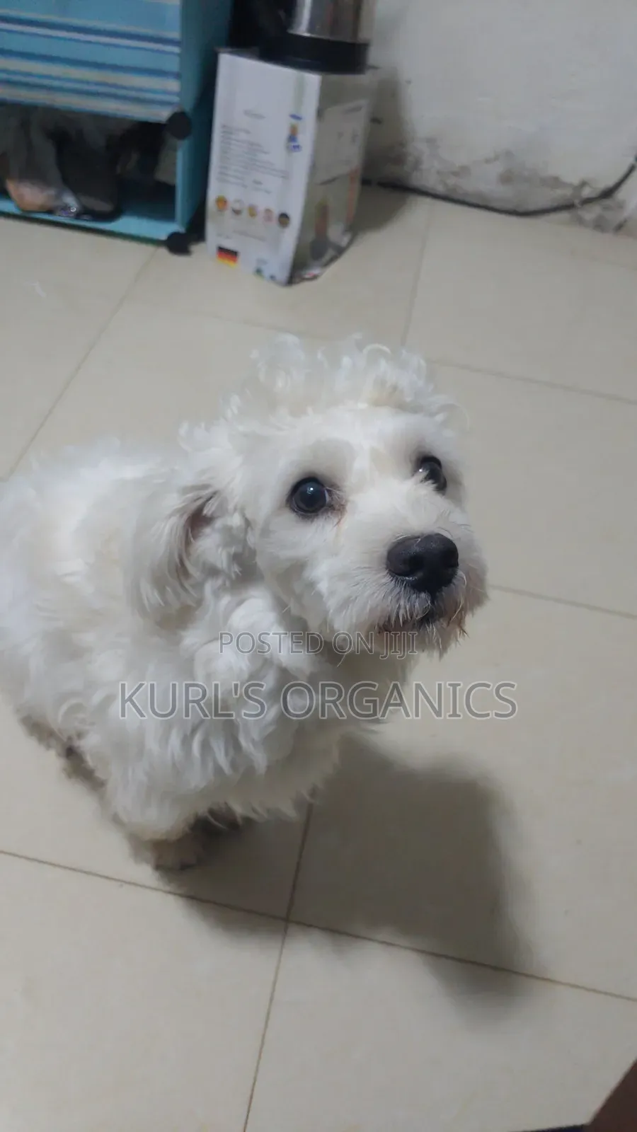 1+ year Male Purebred Poodle