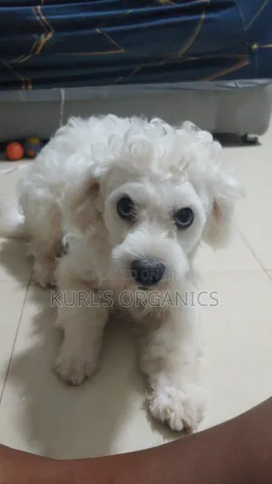1+ year Male Purebred Poodle