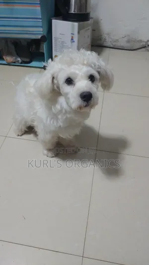 1+ year Male Purebred Poodle