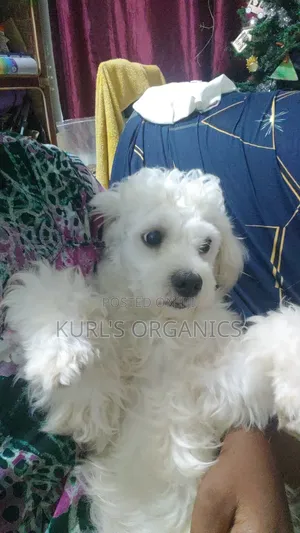 1+ year Male Purebred Poodle