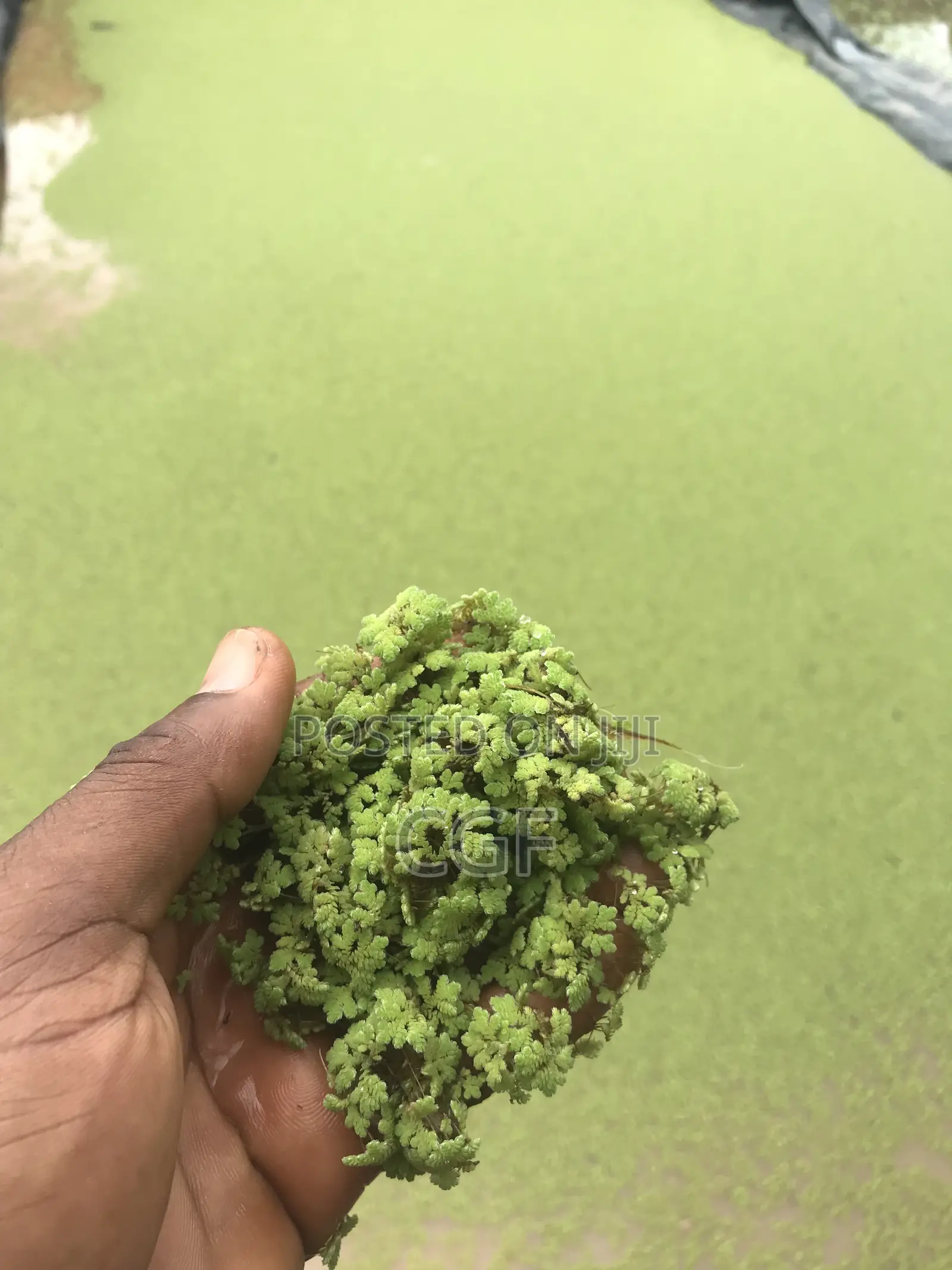 Azolla Seeds
