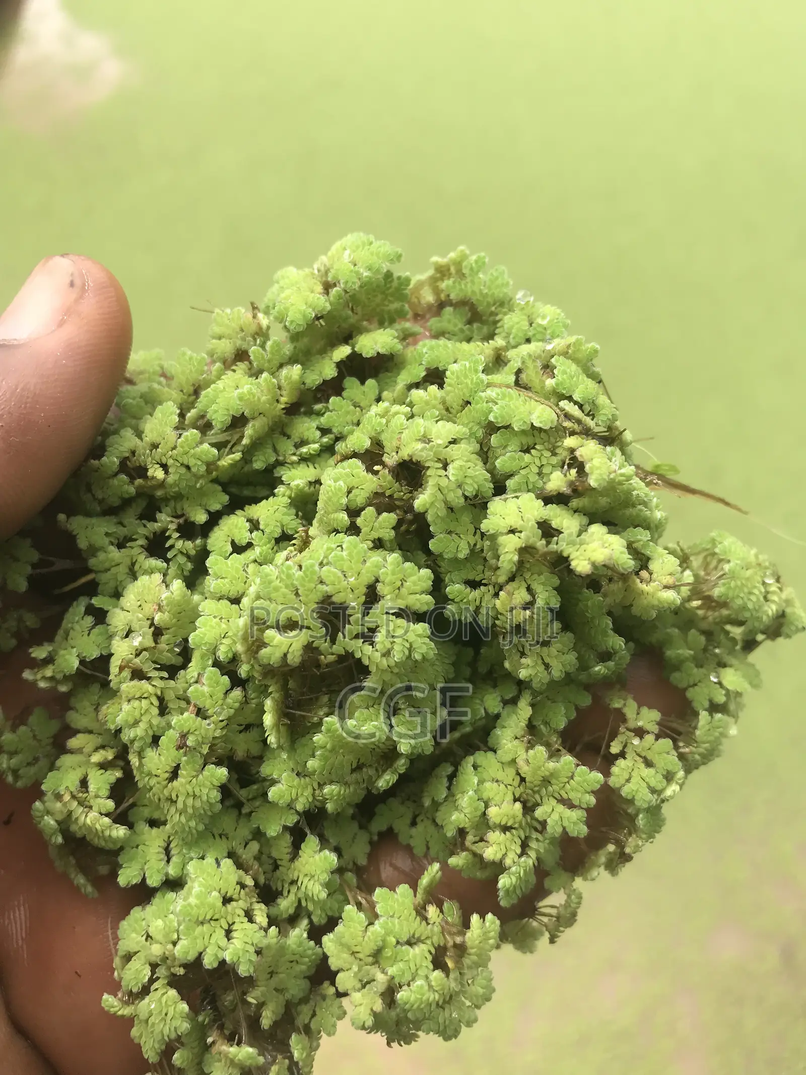 Azolla Seeds