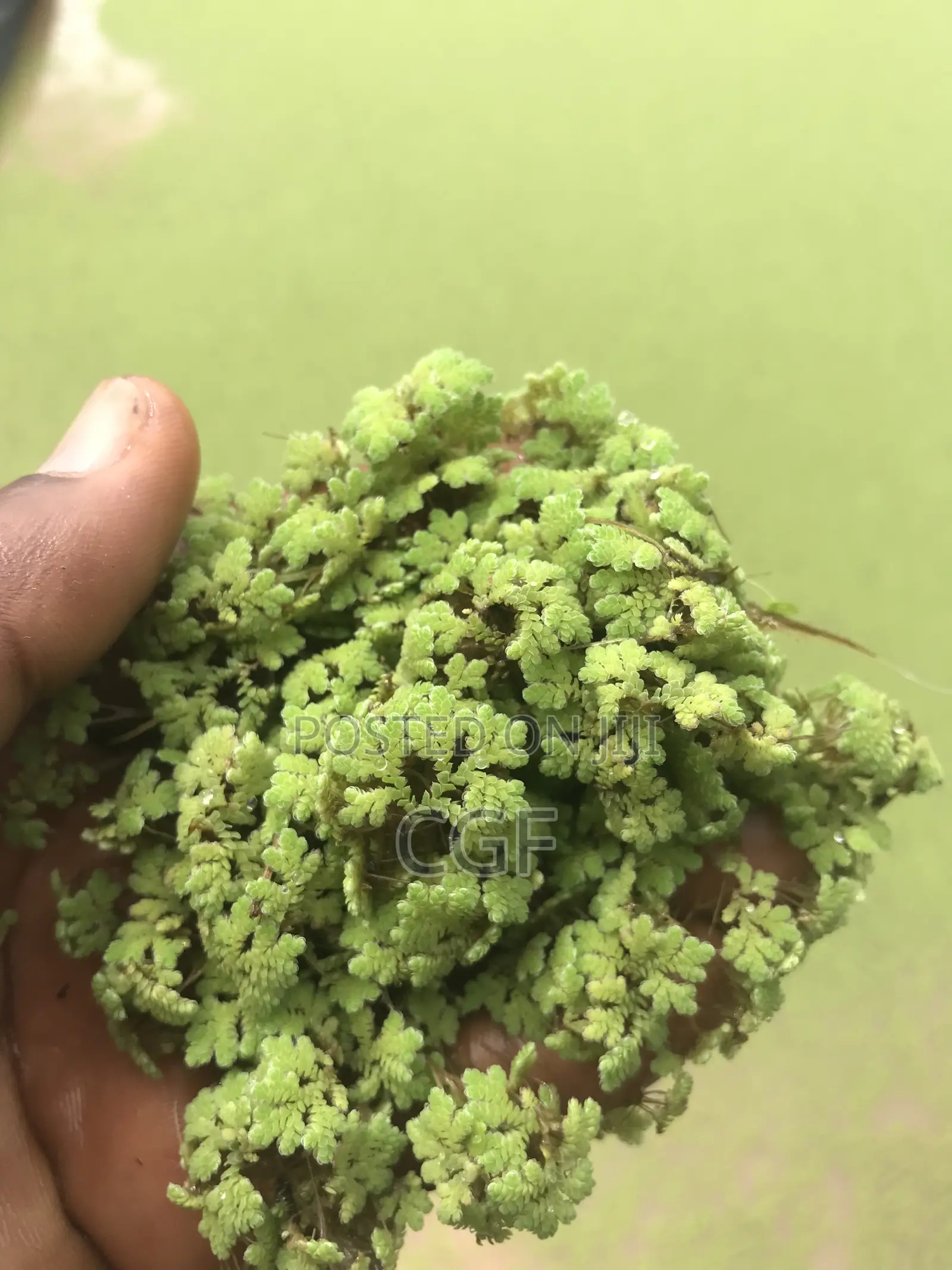 Azolla Seeds