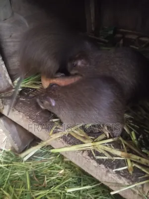 1 Female,2 Males ,3 Months 4 Sale