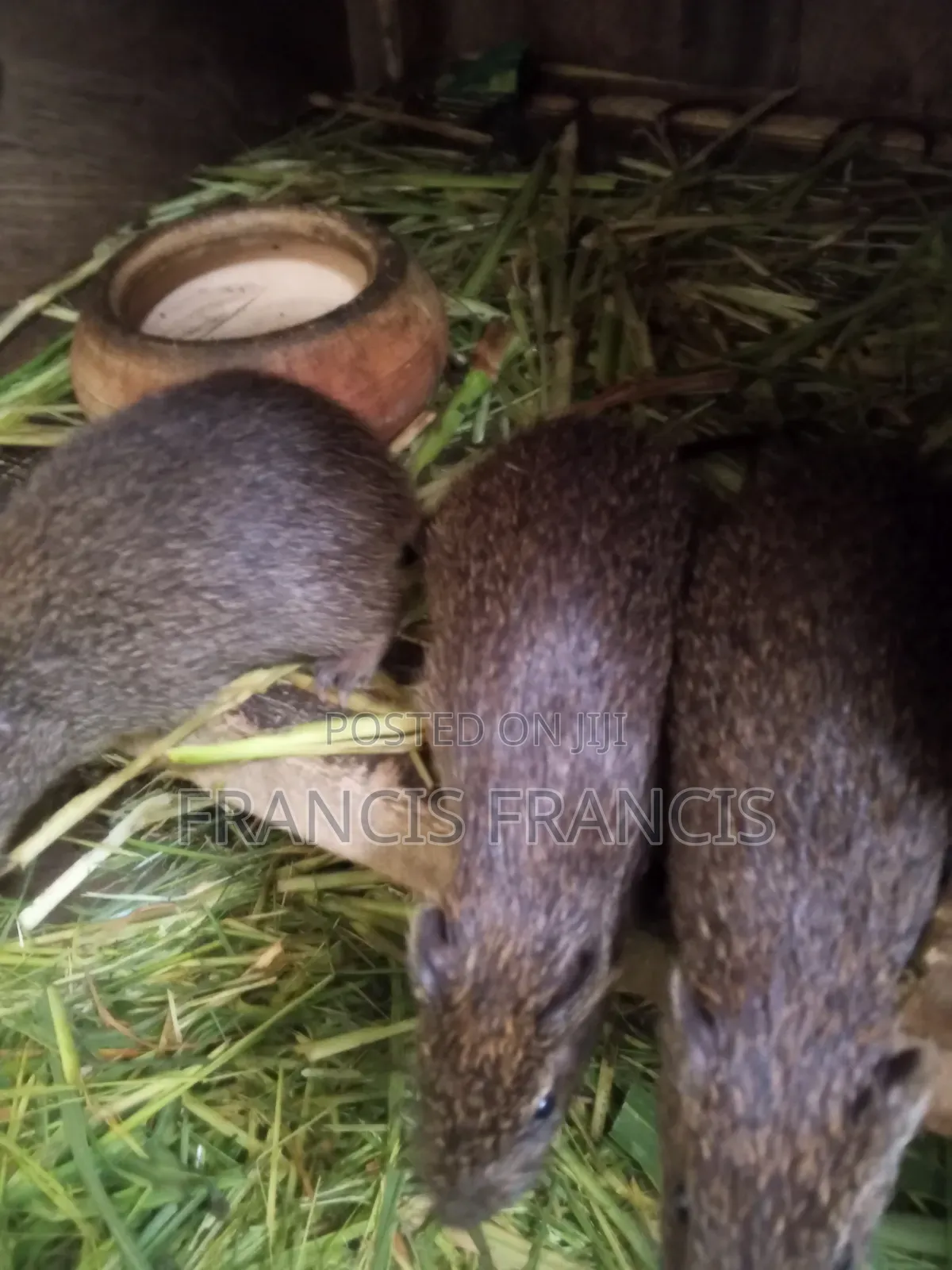 1 Female,2 Males ,3 Months 4 Sale